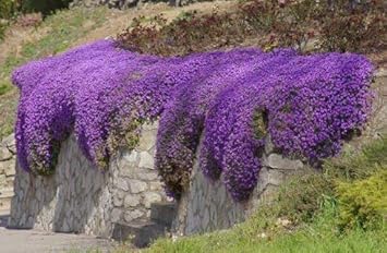 purple cress flower seeds