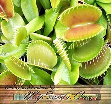 Green Venus Fly Trap Seeds for Planting – Heirloom Non-GMO High Germin –  Neeraseeds