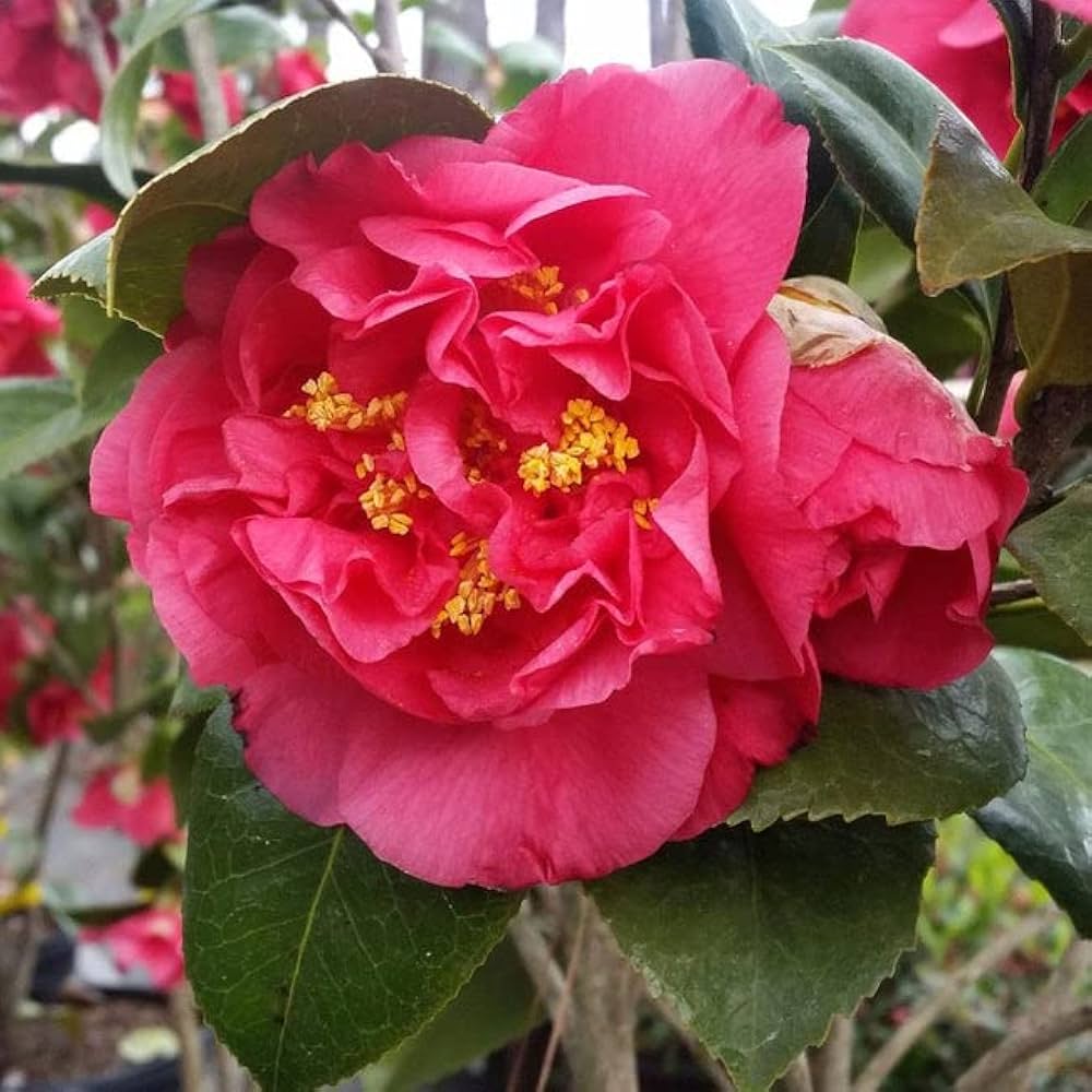 Friske Camellia Blomsterfrø til udplantning, Pink 100 stk