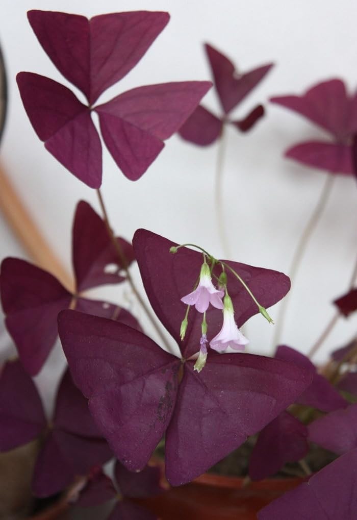 oxalis plant that shoots seeds Oxalis Triangularis Flower Seeds – Heirloom, Non-GMO Seeds for Planting Vibrant Purple Blooms