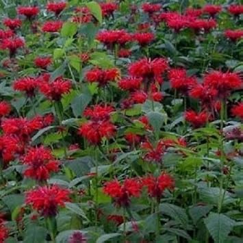 red organic flower seeds