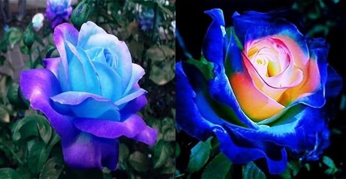 black rose flower seeds