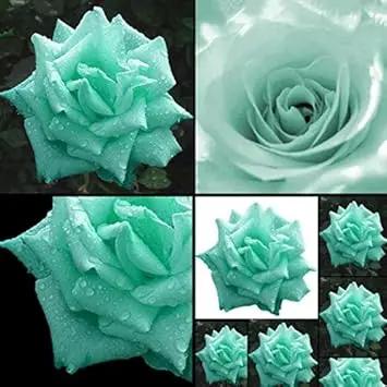 green sea flower seeds