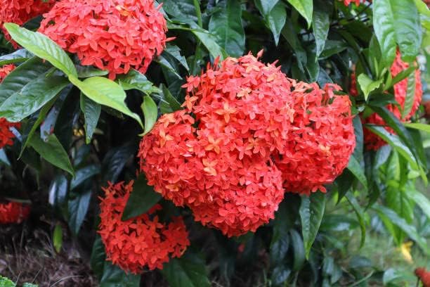 Ixora blomsterfrø til plantning - 100 stk