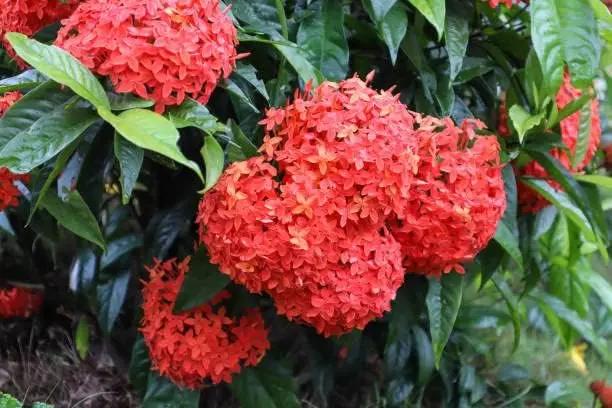 ixora flower flower seeds