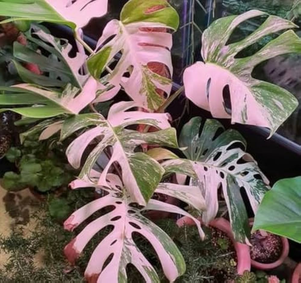 philodendron philodendron flower seeds
