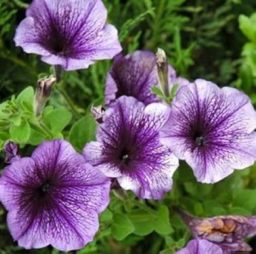 violet petunia flower seeds