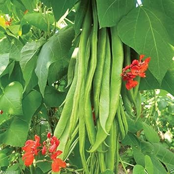 Vegetable Seeds, Seeds for Planting, Plant Seeds