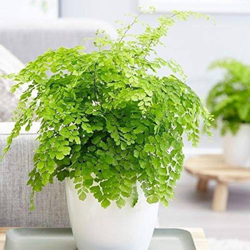 maidenhair fern flower seeds