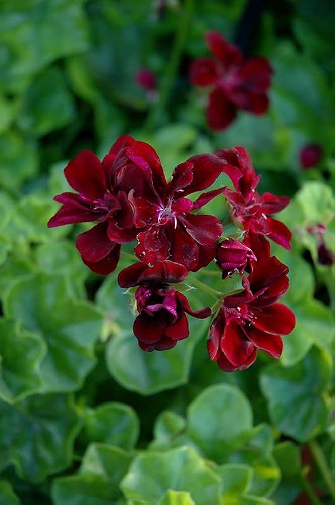 Mørkerøde Geranium Blomsterfrø til Plantning 100 stk