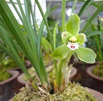 Flower Seeds, Seeds for Planting, Plant Seeds