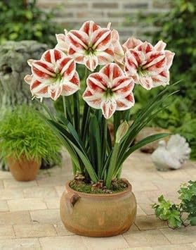 Flower Seeds, Seeds for Planting, Plant Seeds