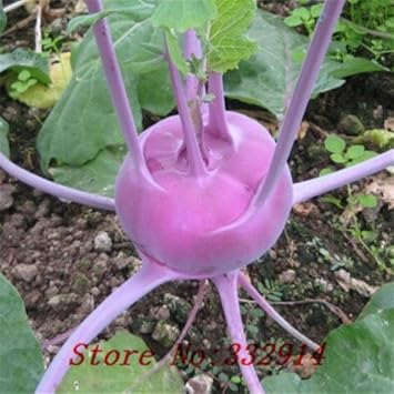 Vegetable Seeds, Seeds for Planting, Plant Seeds