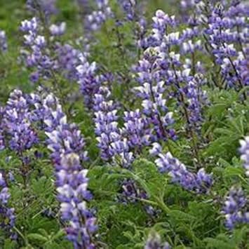 Flower Seeds, Seeds for Planting, Plant Seeds