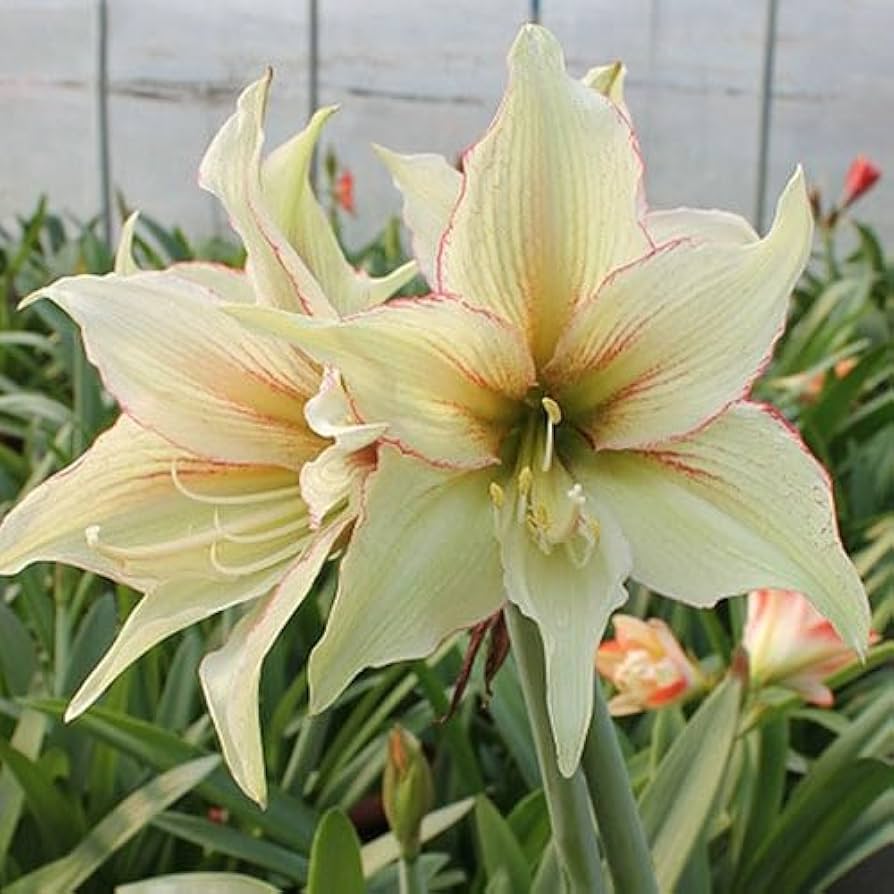 Hippeastrum Rutilum Blomsterfrø til udplantning - 100 stk