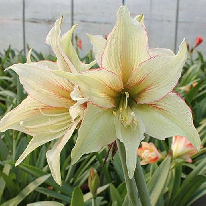 Hippeastrum Rutilum Blomsterfrø til udplantning - 100 stk