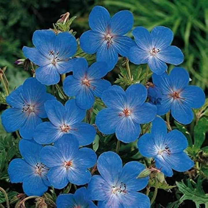 Heirloom Non-GMO Blue Geranium Flower Seeds – Rare Blooms for Planting
