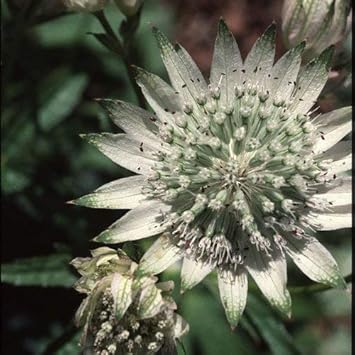 green white flower seeds