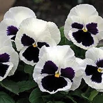 Flower Seeds, Seeds for Planting, Plant Seeds