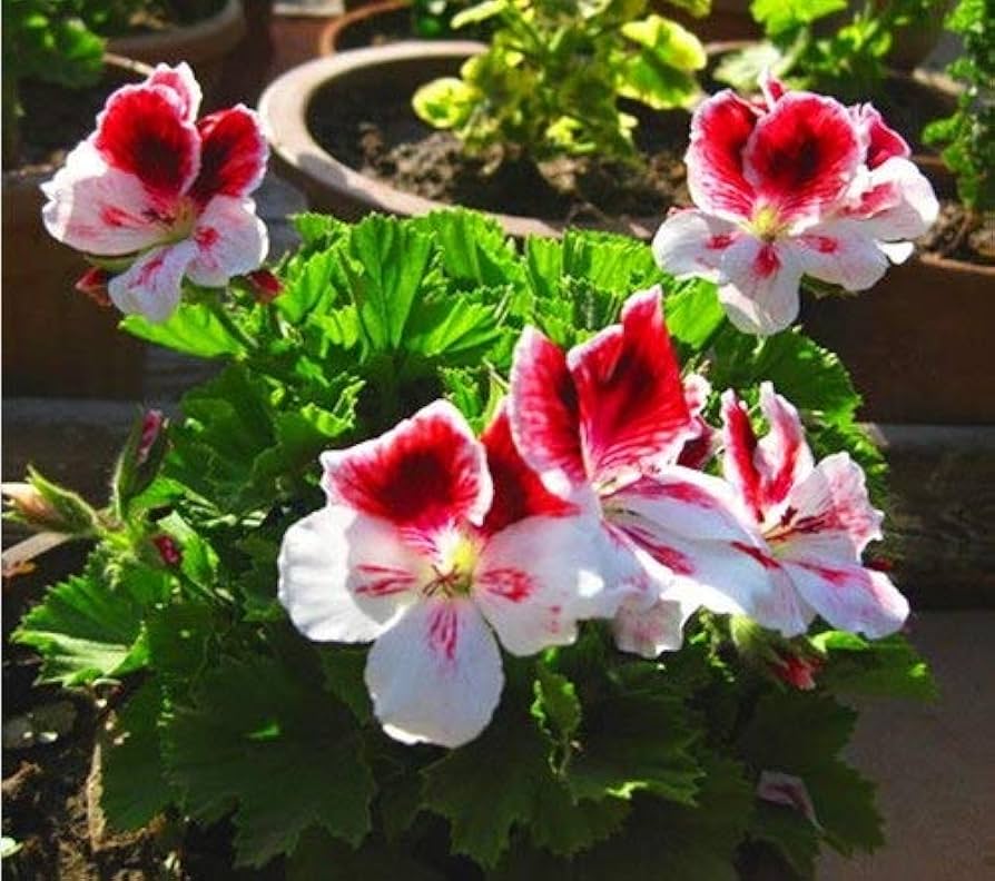 Burgundy Univalve Geranium Flower Seeds for Planting – Heirloom, Non-GMO, High Germination Rich Ornamental Bloom