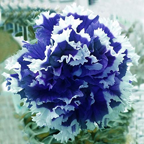 Fresh Petunia Flower Seeds for Planting, White Blue 100 pcs