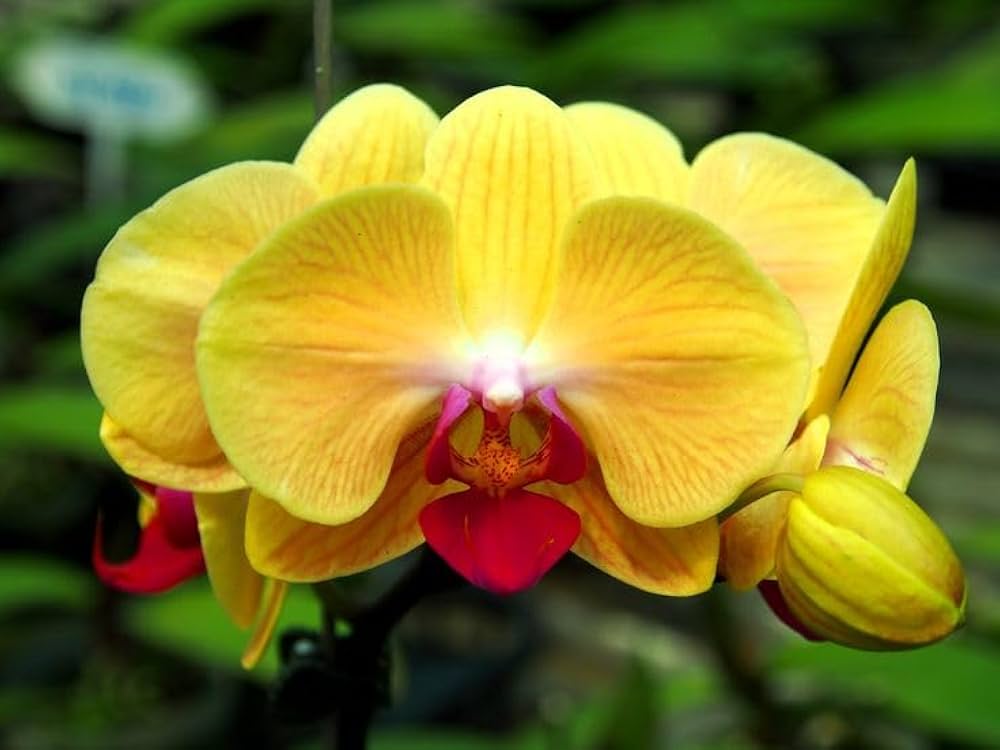 Yellow Phalaenopsis Orchid Seeds for Planting 100 pcs