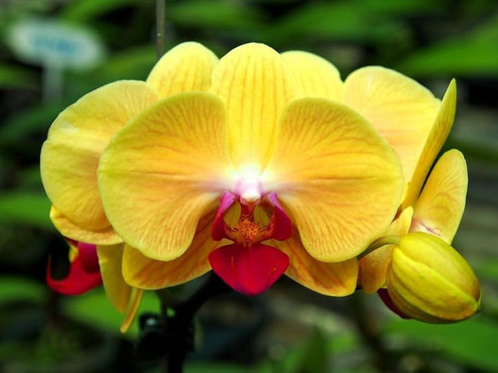 Gule Phalaenopsis orkidéfrø til plantning 100 stk