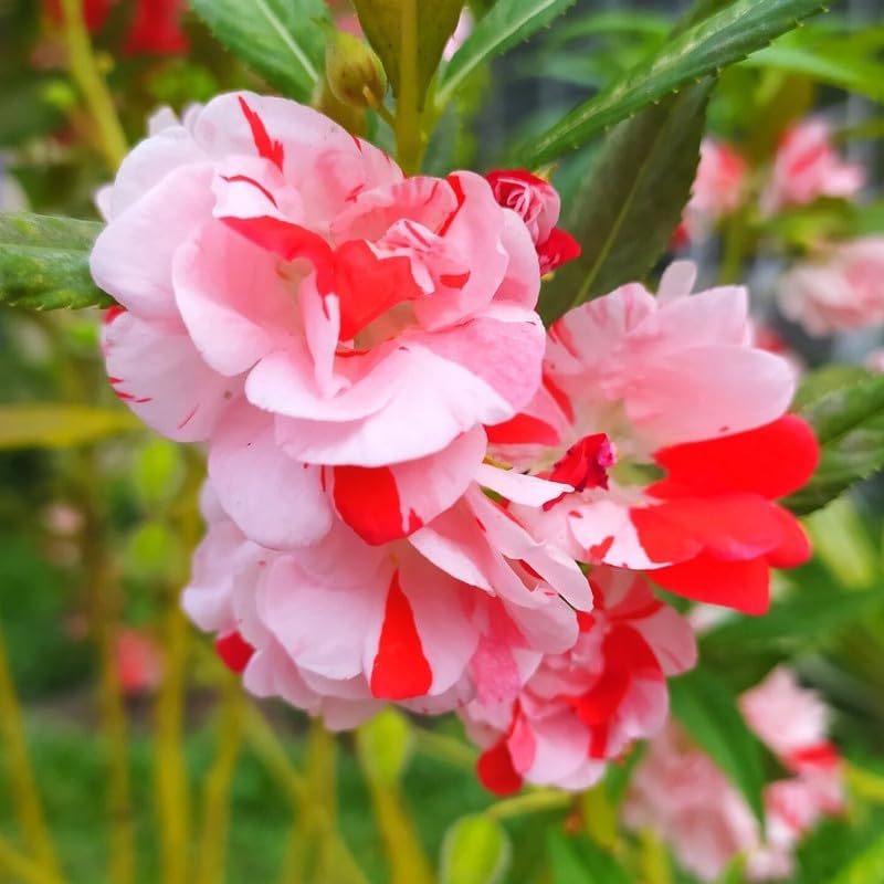 pink heirloom flower seeds