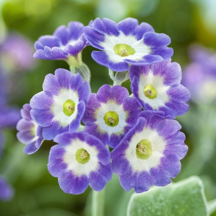 Lilla Primrose Blomsterfrø til udplantning - 100 stk