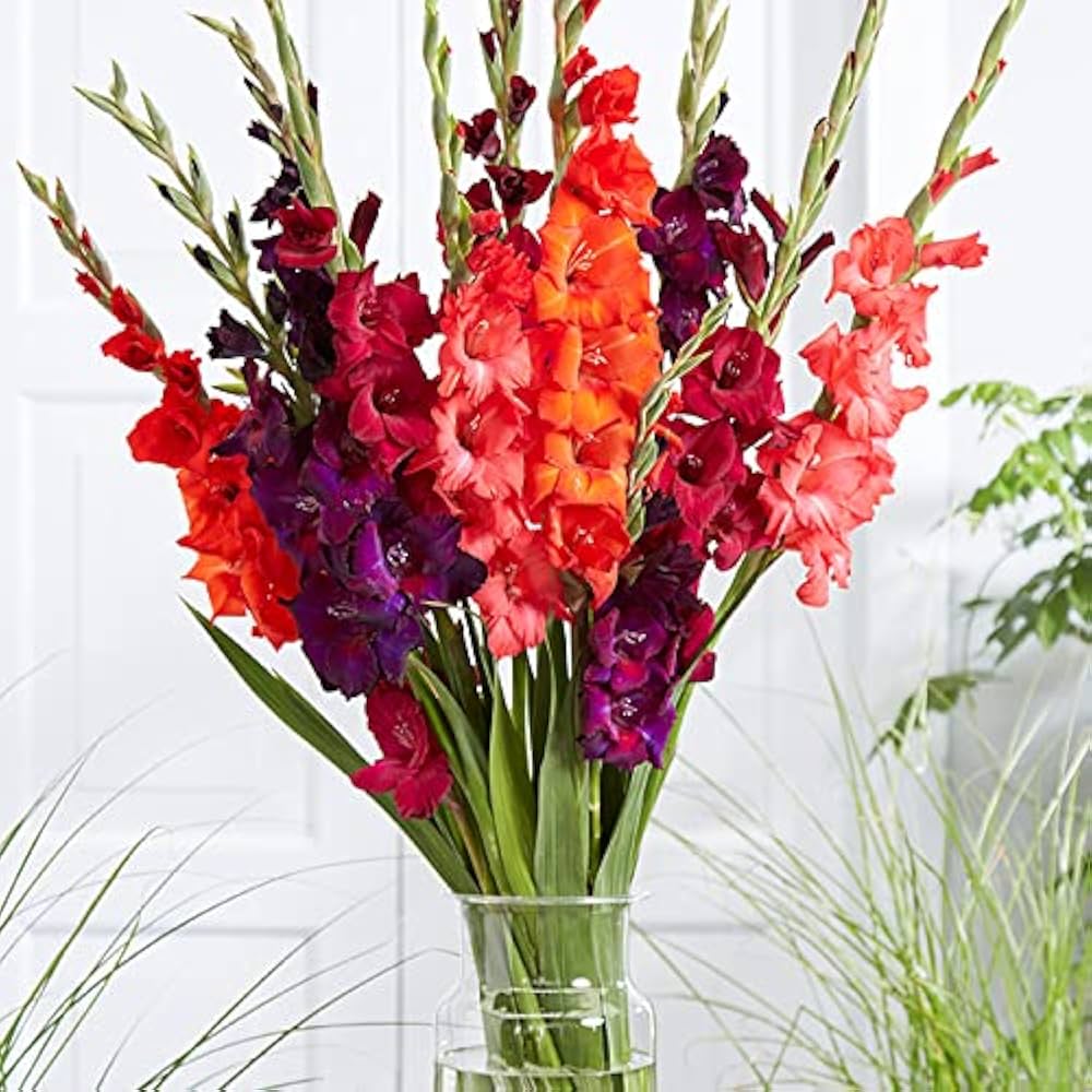 gladiolus mix flower seeds