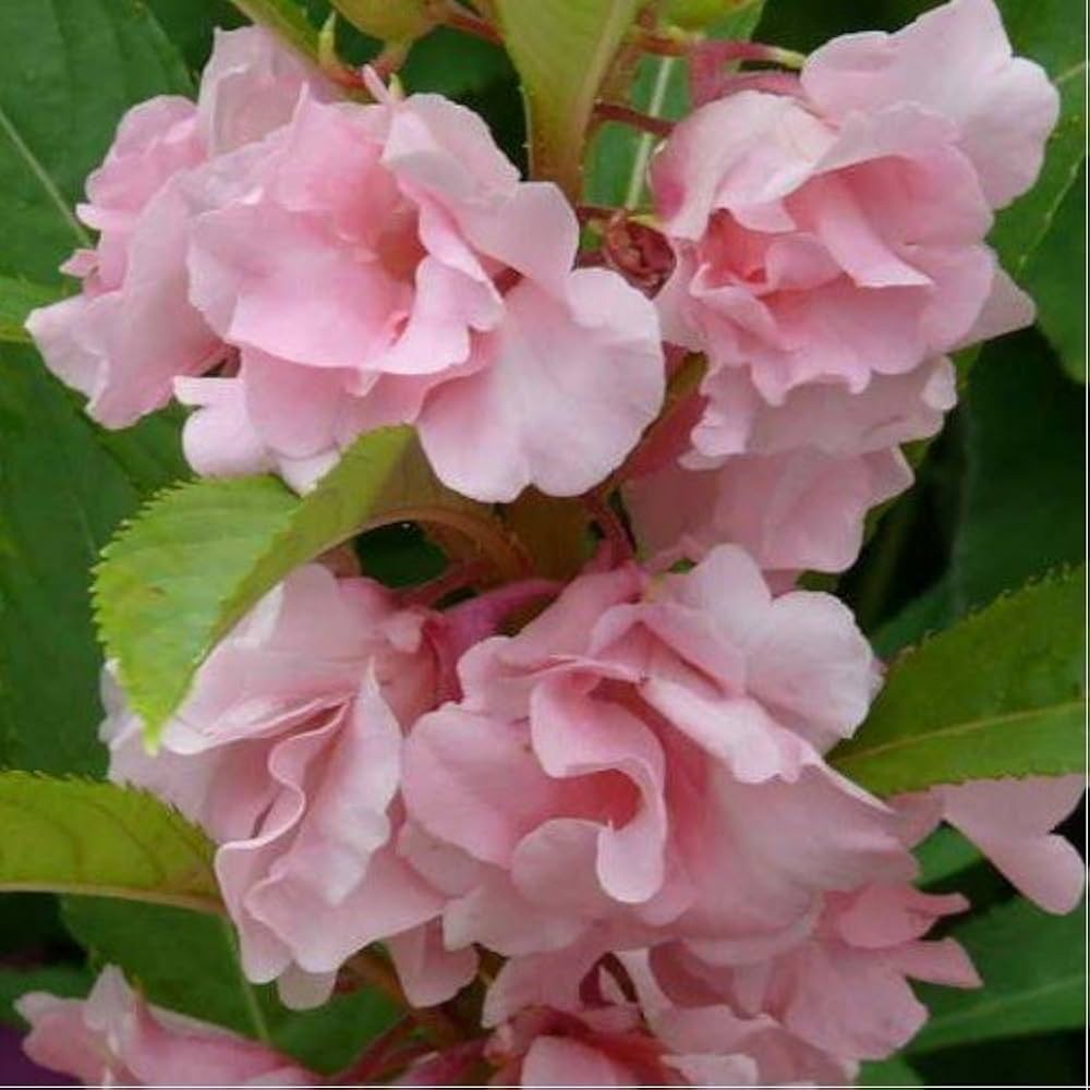 Baby Pink Balsam Camellia Flower Seeds - 100 pcs