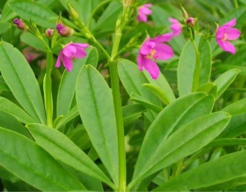 talinum paniculatum flower seeds