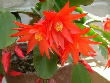 red organic flower seeds