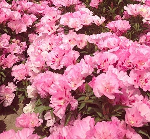 pink godetia flower seeds