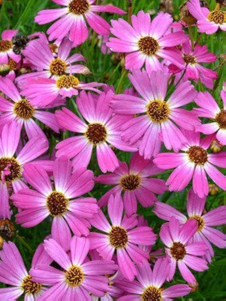 Pink Coreopsis blomsterfrø til plantning - 100 stk