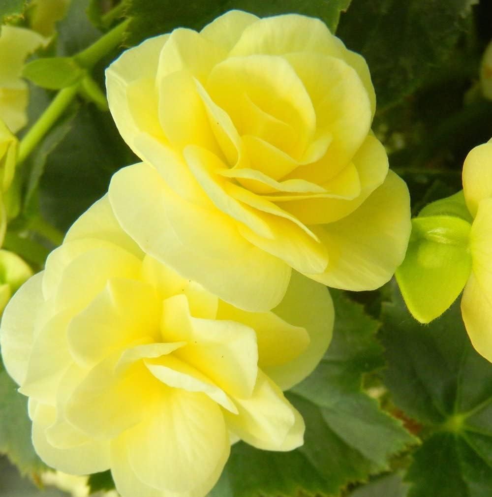 yellow heirloom flower seeds