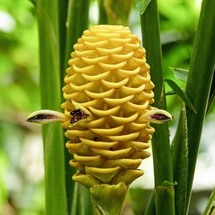 Beehive Ginger Flower Seeds 10 for Planting 100 pcs