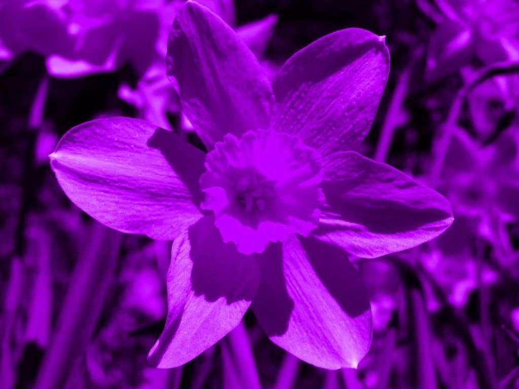 heirloom non flower seeds