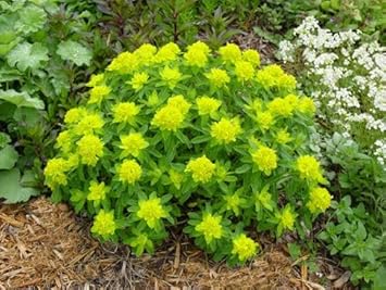 Flower Seeds, Seeds for Planting, Plant Seeds