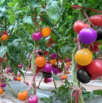 Multi-Colour Tomato Vegetable Seeds for Planting