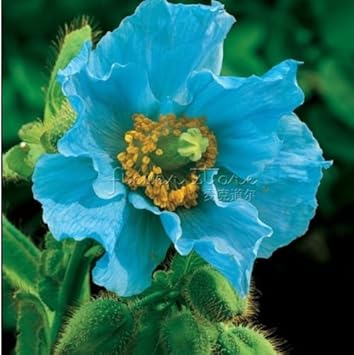 Flower Seeds, Seeds for Planting, Plant Seeds