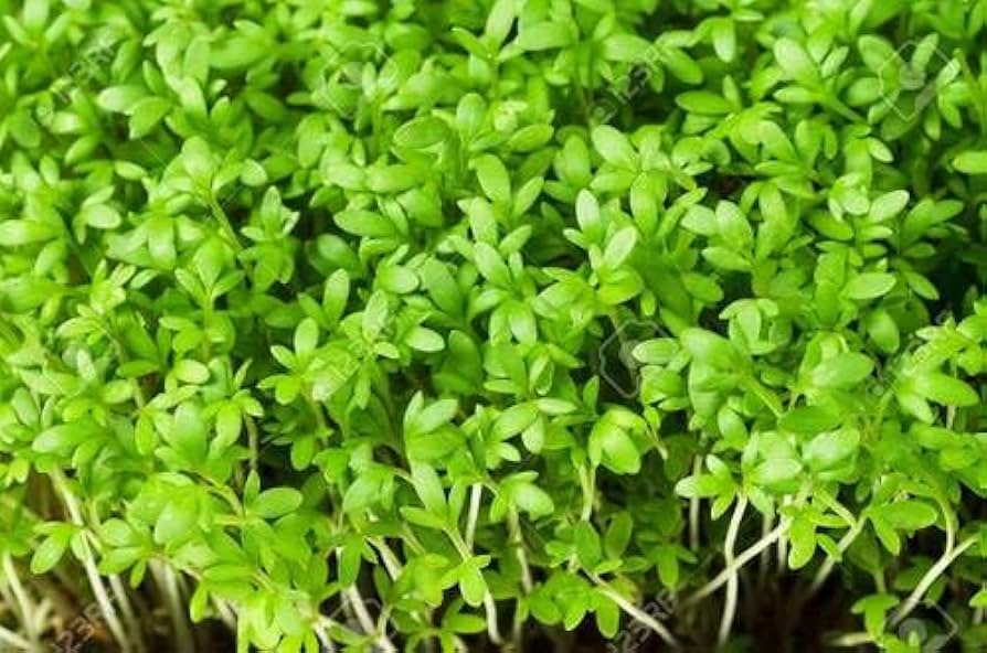 Lime Green Rock Cress Flower Seeds for Planting - 100 pcs