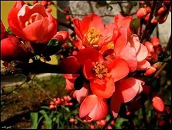orange quince flower seeds