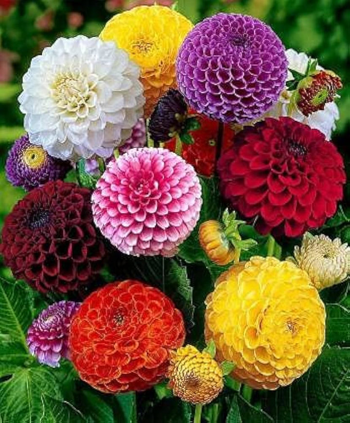 Mix Dahlia Fantasy Flower Seeds for Planting, 100 pcs