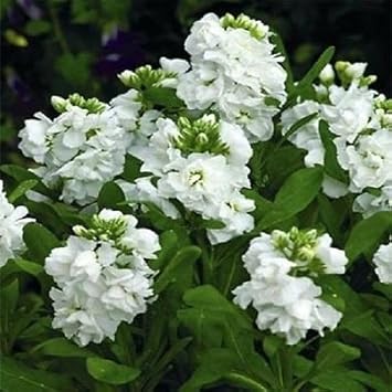 white organic flower seeds