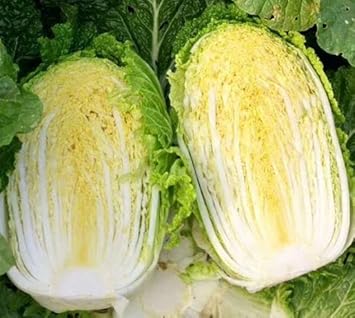 Cabbage Seeds for Planting