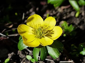 fresh winterling flower seeds