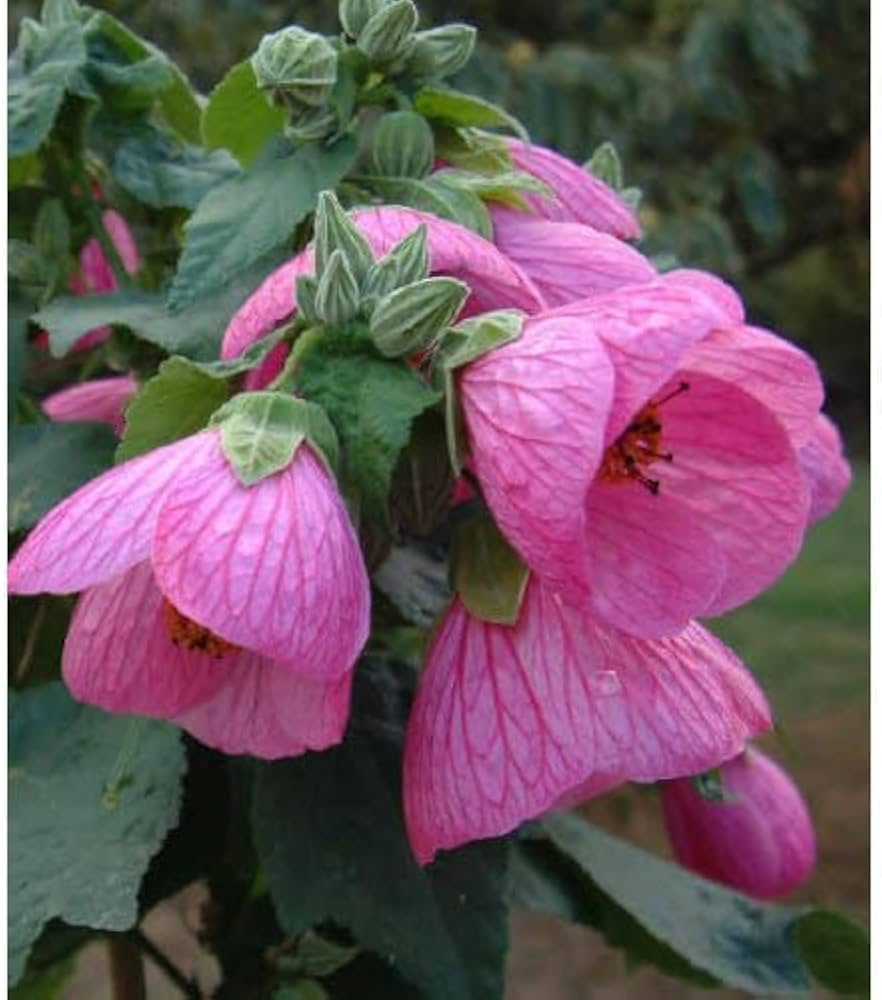pink orange flower seeds