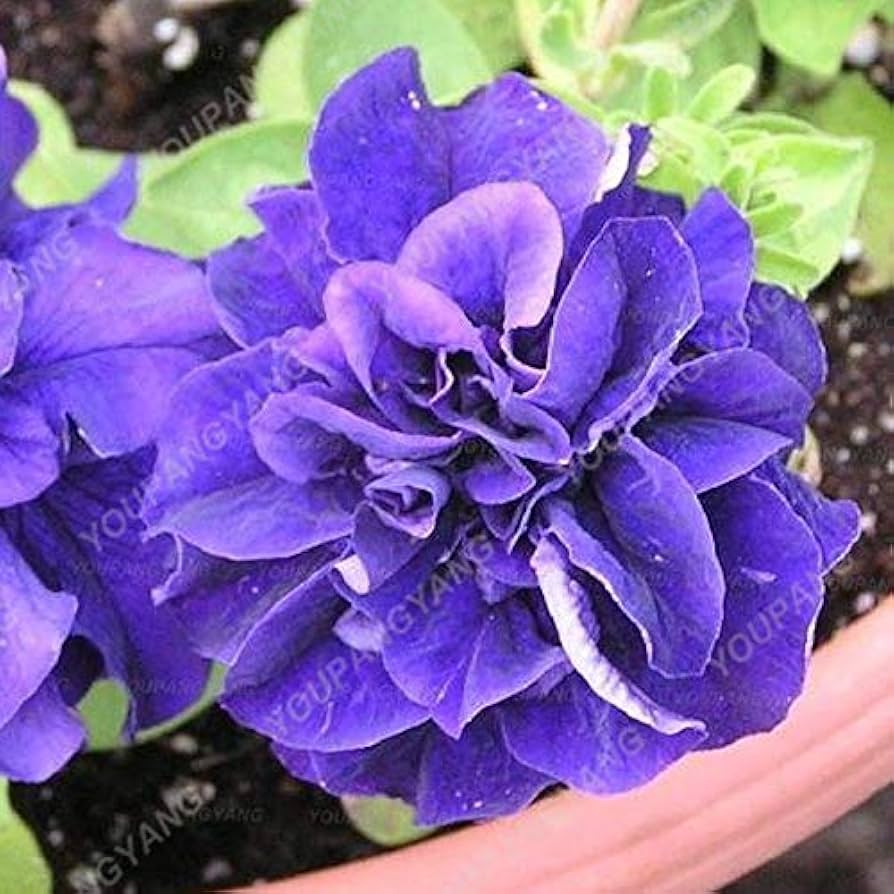 Dark Purple Double Petunia Seeds for Planting - Heirloom, NON-GMO Flower Seeds - Easy Grow Garden Blooms