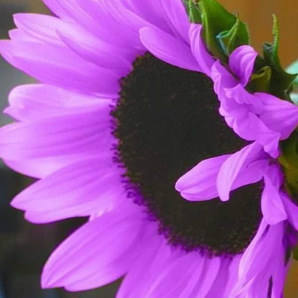 purple sunflower seeds for planting Purple Sunflower Perennial Seeds for Garden Planting – Heirloom Non-GM – Neeraseeds